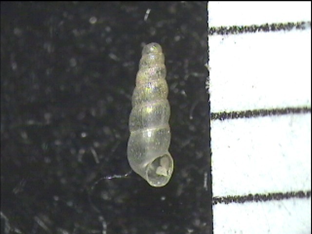 Moitessieria massoti